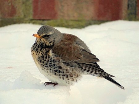 Fieldfare 75