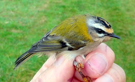 Firecrest 30 09 2019 08 42 49.50