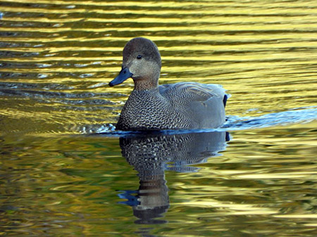 Gadwall111