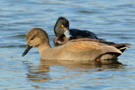 Gadwall 2019 11 28 Langford Lakes1