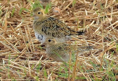Golden Plover 2019 10 02 Gore Cross00