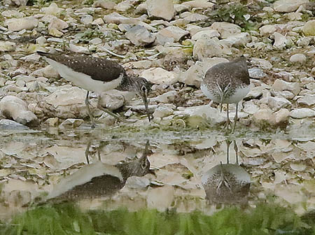 Green Sandpiper 2019 06 25 Langford Lakes1aa