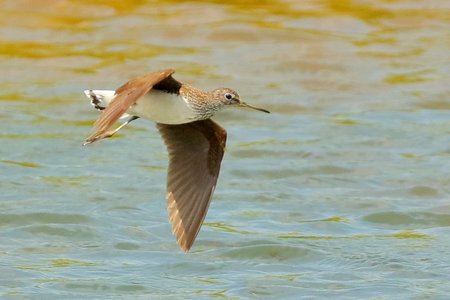 Green Sandpiper 2019 06 28 Langford Lakes