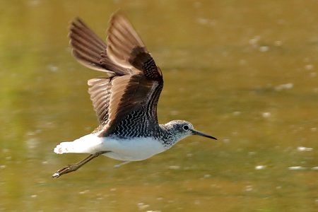 Green Sandpiper 2019 07 07 Langford Lakes