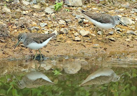 Green Sandpiper 2019 07 08 Langford Lakes2