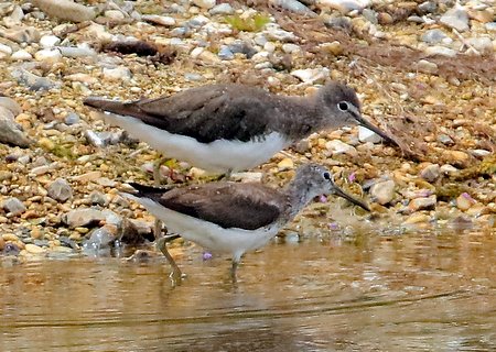 Green Sandpiper 2019 07 20 Langford Lakes8