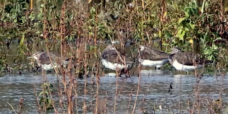 Green Sandpiper 2019 10 18 Langford Lakes