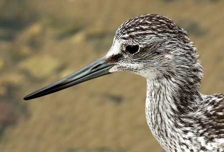 Greenshank 2019 08 04 Langford Lakes