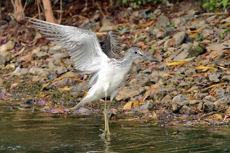 Greenshank 2019 08 07 Langford Lakes