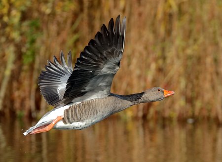 Greylag Goose 2019 10 27 Langford Lakes3