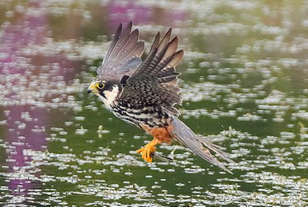 Hobby 2019 07 27 Langford Lakes1