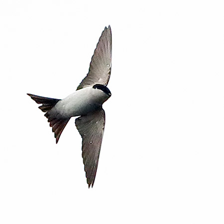 House Martin 2019 04 05 Langford Lakes3aaa