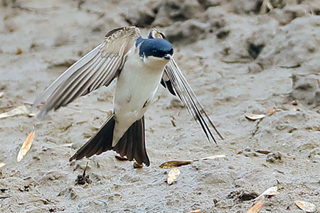 House Martin 2019 04 17 Gore Cross222