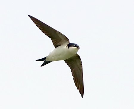 House Martin 2019 05 02 Langford Lakes2