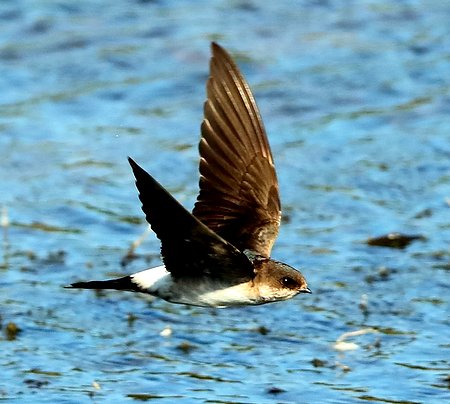 House Martin 2019 09 20 Langford Lakes7