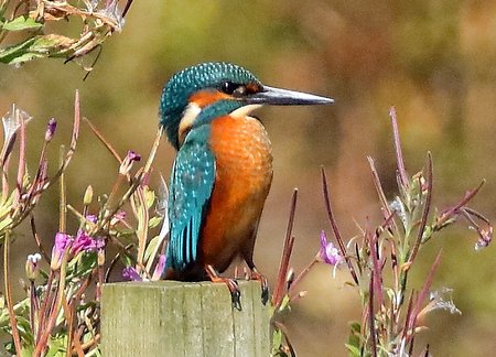 Kingfisher 2019 08 23 Langford Lakes