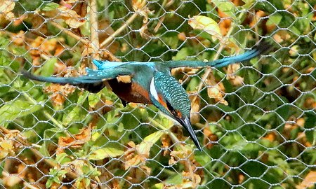 Kingfisher 2019 08 27 Langford Lakes