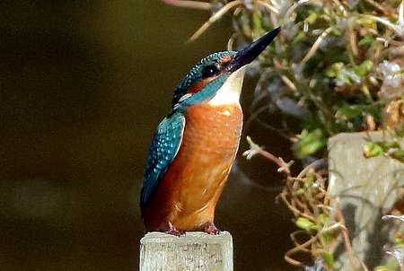 Kingfisher 2019 09 20 Langford Lakes