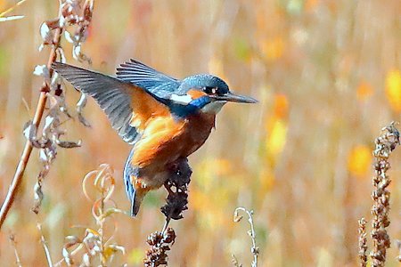 Kingfisher 2019 11 07 Langford Lakes14