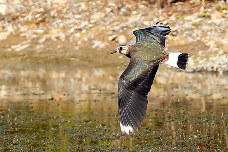 Lapwing 2019 08 30 Langford Lakes