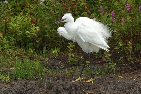 Little Egret 2019 08 27 Langford Lakes1