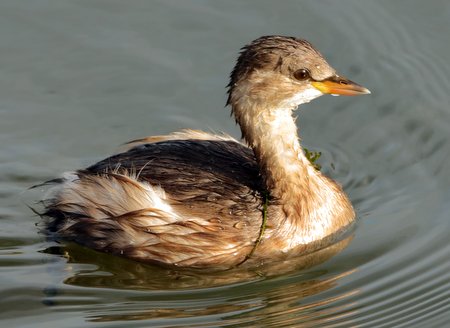 Little Grebe 2019 10 18 Langford Lakes3