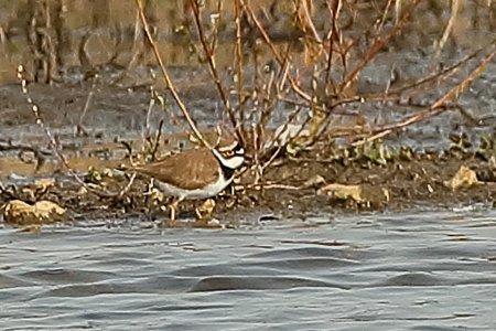 Little Ringed Plover 2019 04 14 Langford Lakes