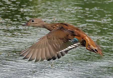 Mandarin 2019 08 07 Langford Lakes4