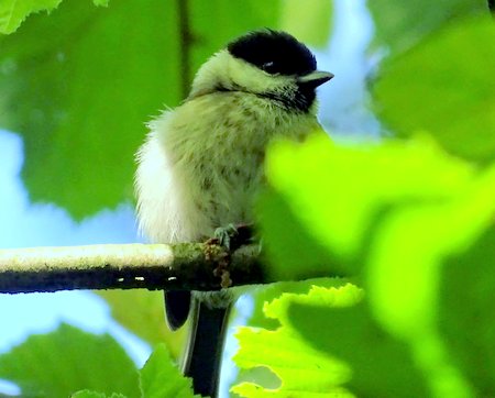 Marsh Tit 001