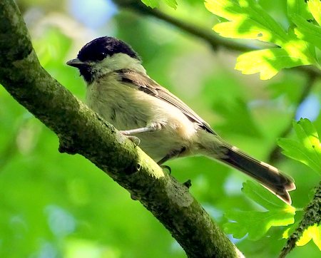 Marsh Tit