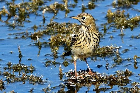 Meadow Pipit 2019 09 20 Langford Lakes