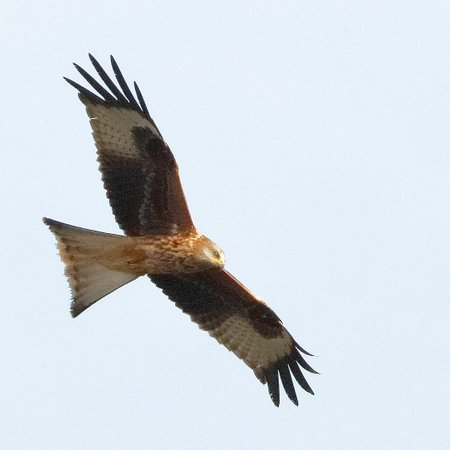 Red KIte 2019 11 28 Langford Lakes1