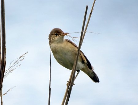 Reed Warbler CL