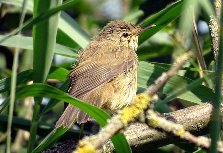 Reed Warbler