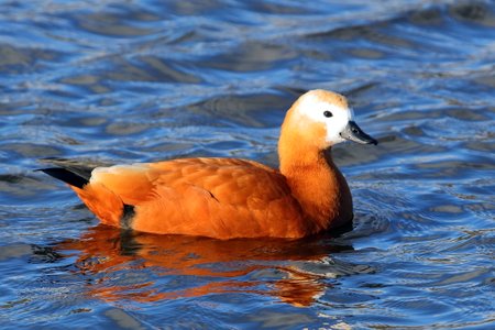 Ruddy Shelduck 2019 02 10 Langford Lakes