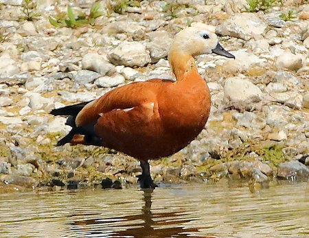 Ruddy Shelduck 2019 07 15 Langford Lakes