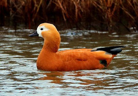 Ruddy Shelduck 2019 12 06 Langford Lakes