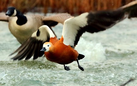 Ruddy Shelduck 2019 12 06 Langford Lakes1