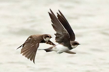 Sand Martin 2019 03 31 Langford Lakes0000