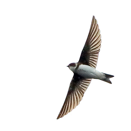 Sand Martin 2019 04 05 Langford Lakesaaa