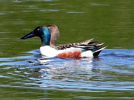 Shoveler 2019 05 12 Langford Lakes