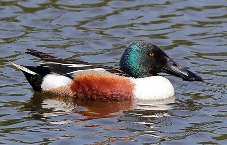 Shoveler 2019 05 15 Langford Lakes