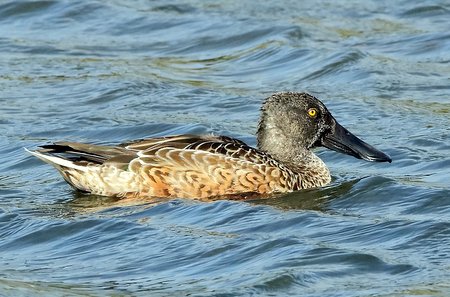 Shoveler 2019 10 08 Langford Lakes2
