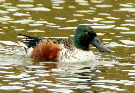 Shoveler 2019 11 01 Langford Lakes