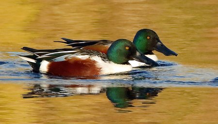 Shoveler 2019 12 03 Langford Lakes9