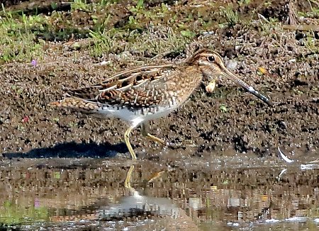 Snipe 2019 09 13 Langford Lakes