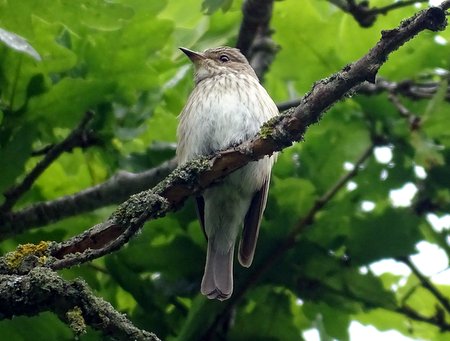 Spotted Fly