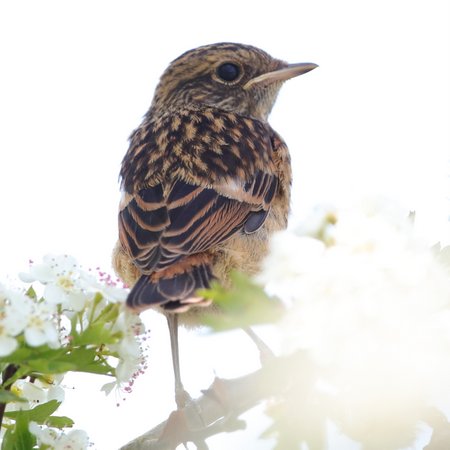 Stonechat 2019 05 23 Badens Clump1