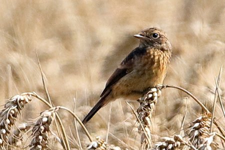 Stonechat 2019 08 21 Langford Lakes1