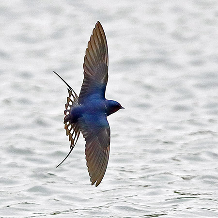 Swallow 2019 04 09 Langford Lakes100zzz